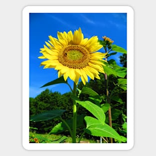 Sunflower and Honeybee Photographic Print Sticker